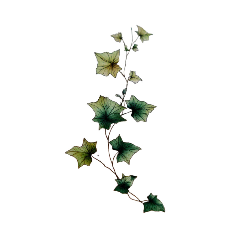 Ivy Vine Tattoo Vinyl Car Decal Sticker – Waterproof & UV-Resistant 3.4133333333333336"