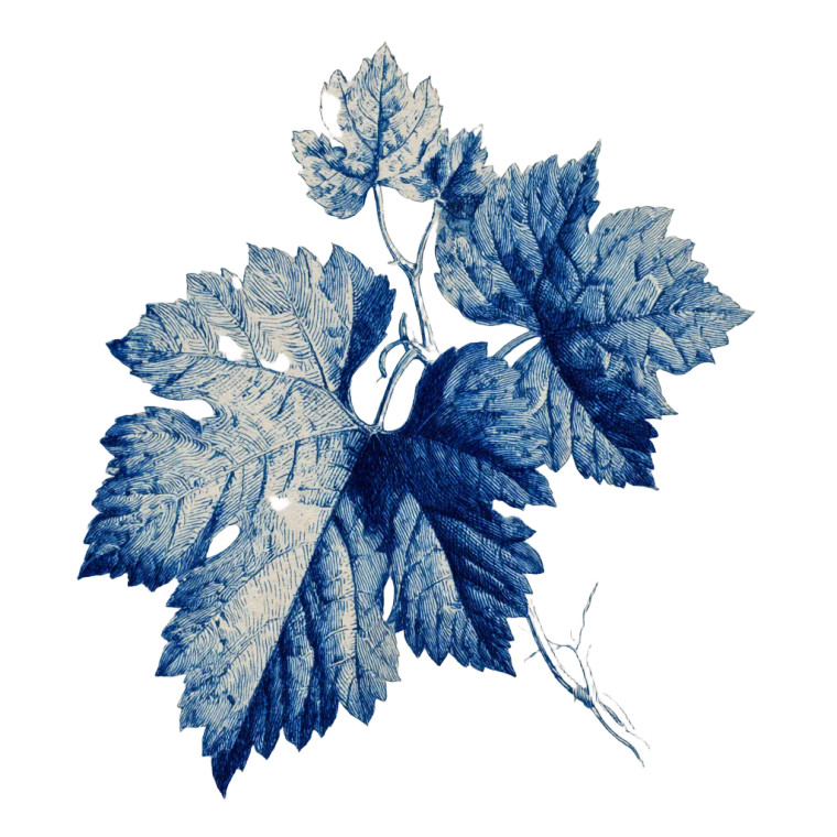 Vine Leaf Drawing Vinyl Car Decal Sticker – Waterproof & UV-Resistant 3.4133333333333336"