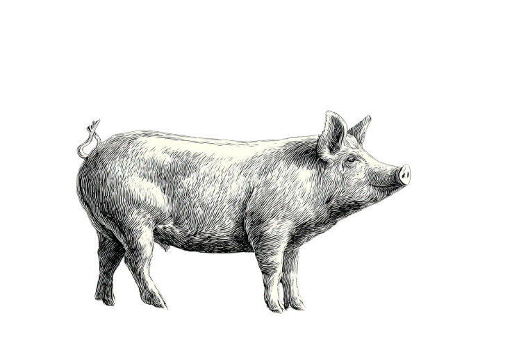 Iberian Pig Illustration Vinyl Car Decal Sticker – Waterproof & UV-Resistant 5.97333333333333