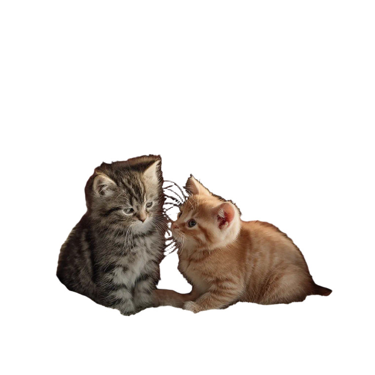 Playful Kittens V4 Vinyl Car Decal Sticker – Waterproof & UV-Resistant 3.4133333333333336"