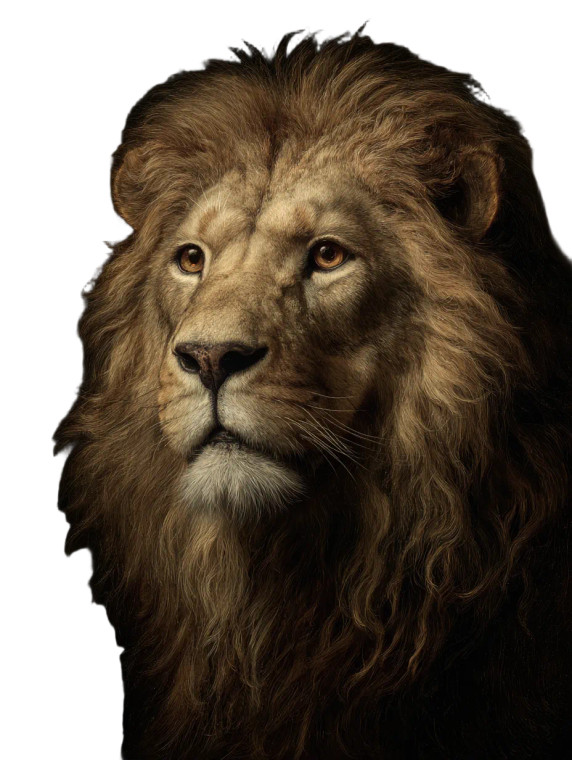Lion Portrait V14 Vinyl Car Decal Sticker – Waterproof & UV-Resistant 4.1066666666666665"