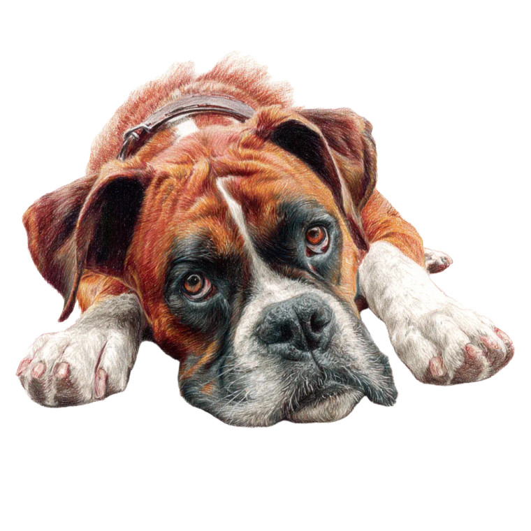 Boxer Dog Drawing Vinyl Car Decal Sticker – Waterproof & UV-Resistant 6.826666666666667"