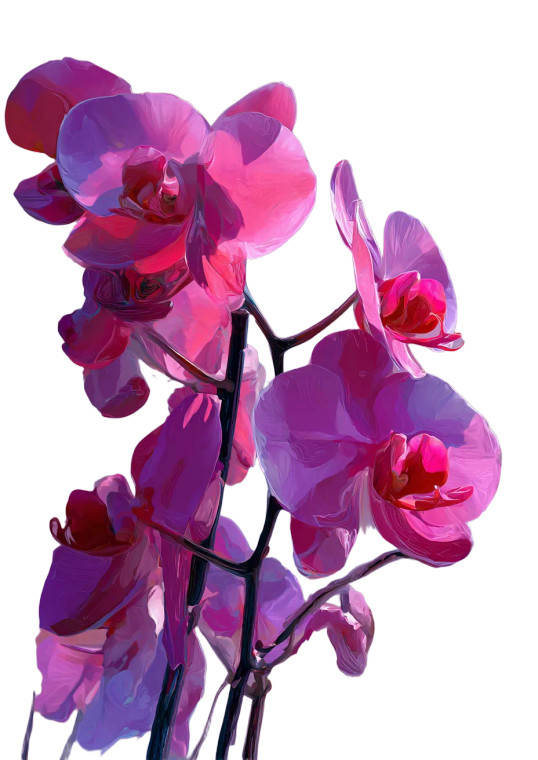 Bright Pink Orchid V2 Vinyl Car Decal Sticker – Waterproof & UV-Resistant 4.373333333333333"