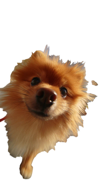 Fluffy Orange Pomeranian Vinyl Car Decal Sticker – Waterproof & UV-Resistant 4.8533333333333335"