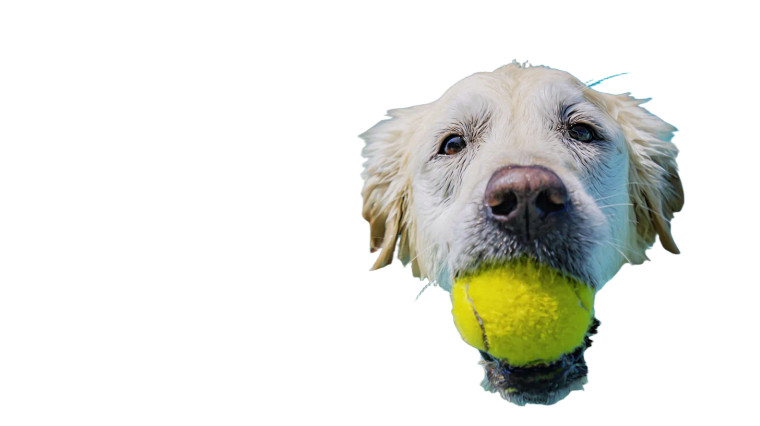 Happy Golden Retriever V38 Vinyl Car Decal Sticker – Waterproof & UV-Resistant 2.72"