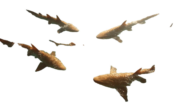 Frenzy Of Sharks Vinyl Car Decal Sticker – Waterproof & UV-Resistant 5.4
