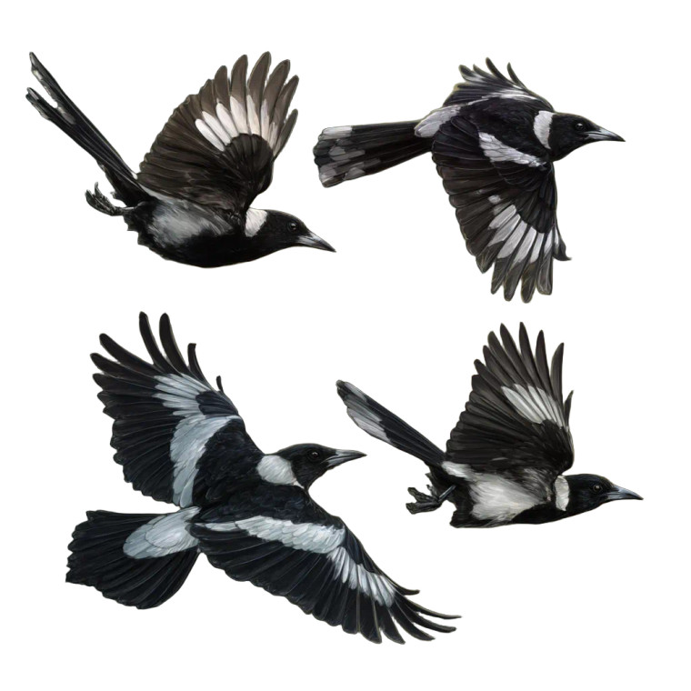 Magpies In Flight Vinyl Car Decal Sticker – Waterproof & UV-Resistant 6.826666666666667"