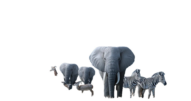 African Wildlife Panorama Vinyl Car Decal Sticker – Waterproof & UV-Resistant 2.6666666666666665"