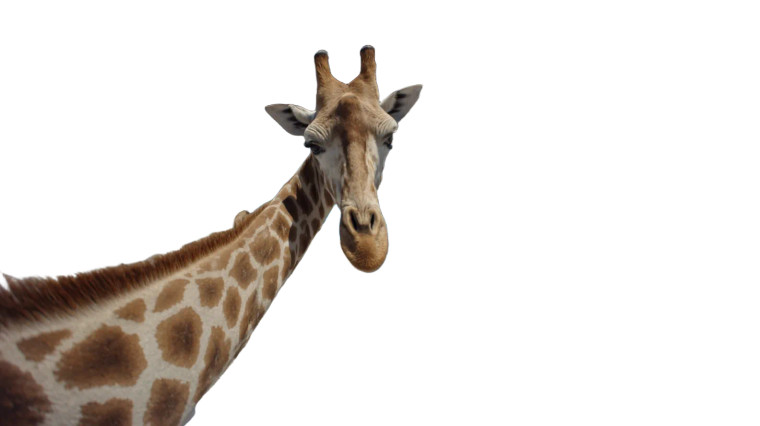 Giraffe On Hotel Vinyl Car Decal Sticker – Waterproof & UV-Resistant 2.72"