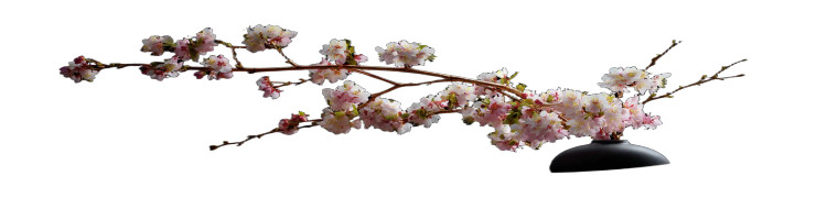 Cherry Blossom Ikebana V2 Vinyl Car Decal Sticker – Waterproof & UV-Resistant 3.6266666666666665"