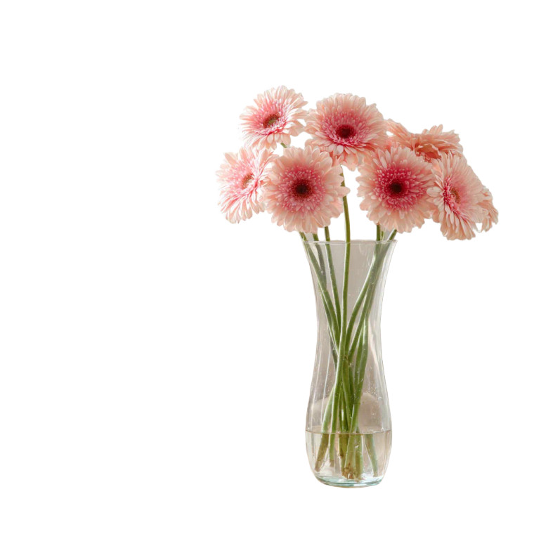 Pink Gerbera Daisies Vinyl Car Decal Sticker – Waterproof & UV-Resistant 6.826666666666667"