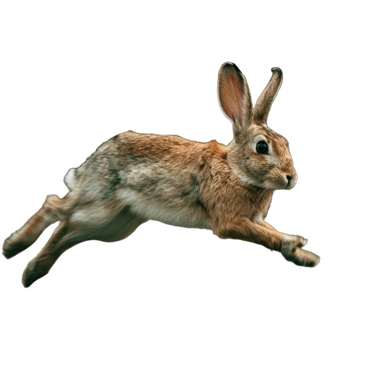 Speedy Rabbit Vinyl Car Decal Sticker – Waterproof & UV-Resistant 3.4133333333333336"