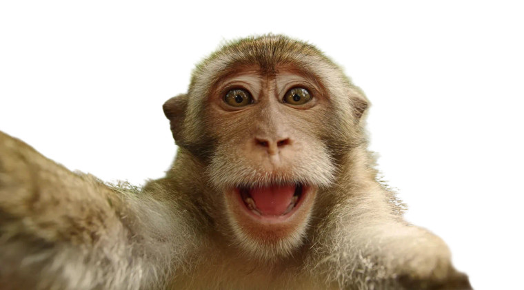 Monkey Selfie Video Vinyl Car Decal Sticker – Waterproof & UV-Resistant 5.4