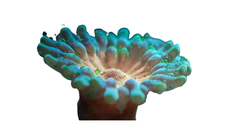 Coral With Eggs Vinyl Car Decal Sticker – Waterproof & UV-Resistant 2.72"