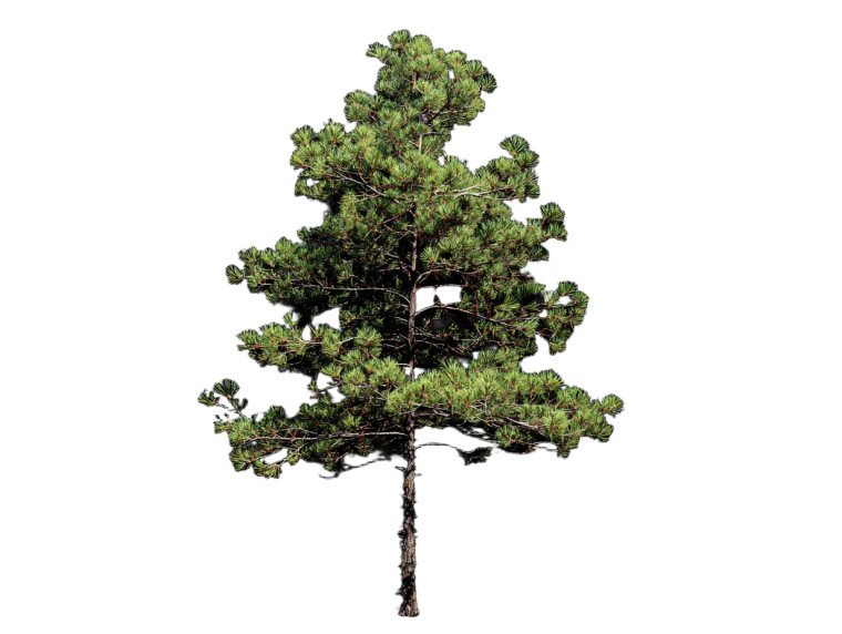 Pine Tree V2 Vinyl Car Decal Sticker – Waterproof & UV-Resistant 6.1866666666666665"