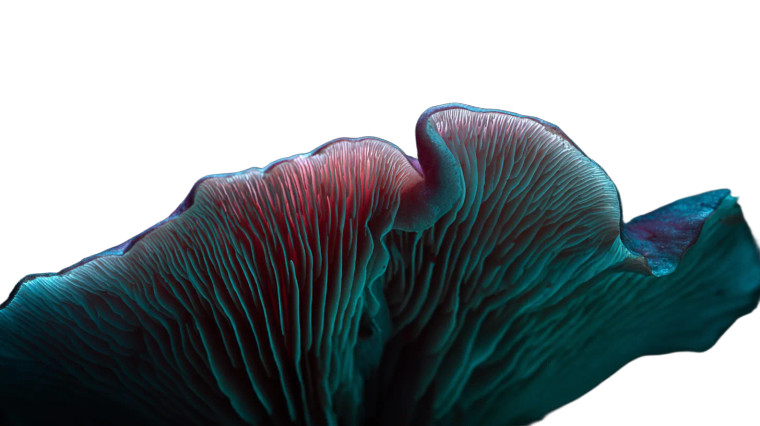 Mushroom Gills Macro Vinyl Car Decal Sticker – Waterproof & UV-Resistant 5.4