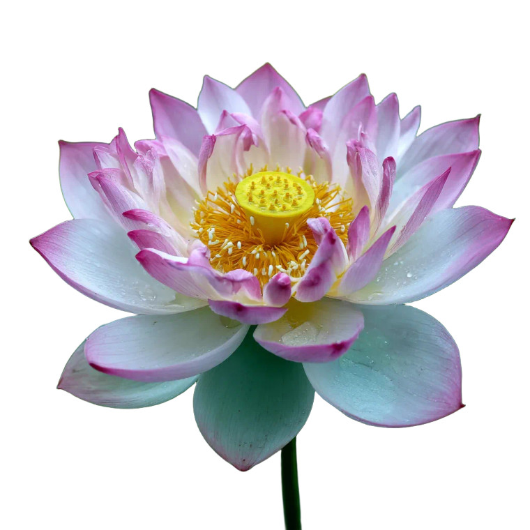 Lotus Flower V9 Vinyl Car Decal Sticker – Waterproof & UV-Resistant 3.4133333333333336"