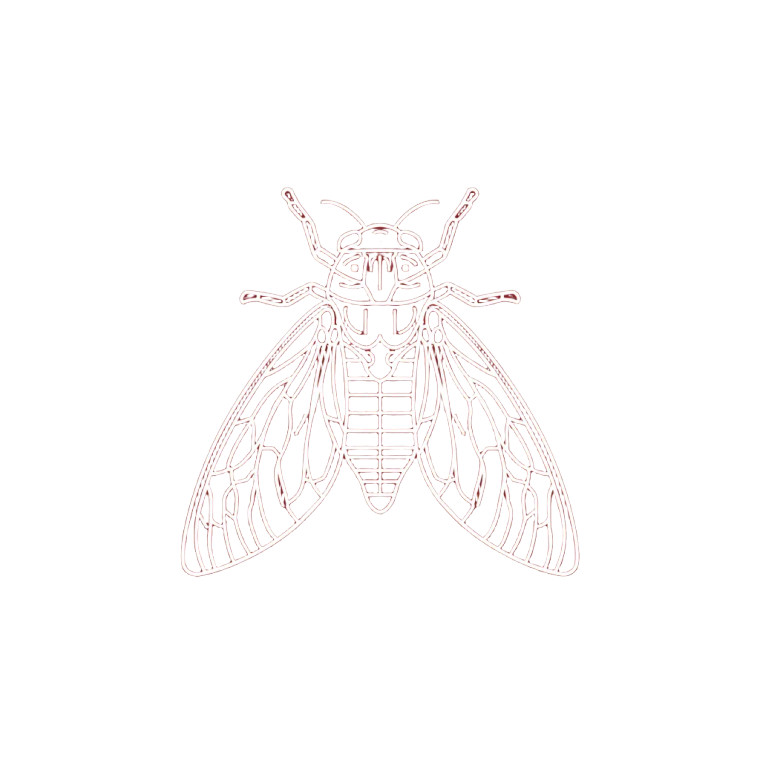 Cicada Vector Icon Vinyl Car Decal Sticker – Waterproof & UV-Resistant 3.4133333333333336"