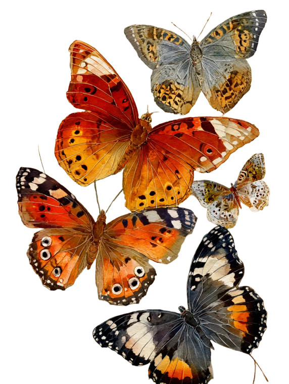 Vibrant Butterflies Composition Vinyl Car Decal Sticker – Waterproof & UV-Resistant 8.213333333333333"
