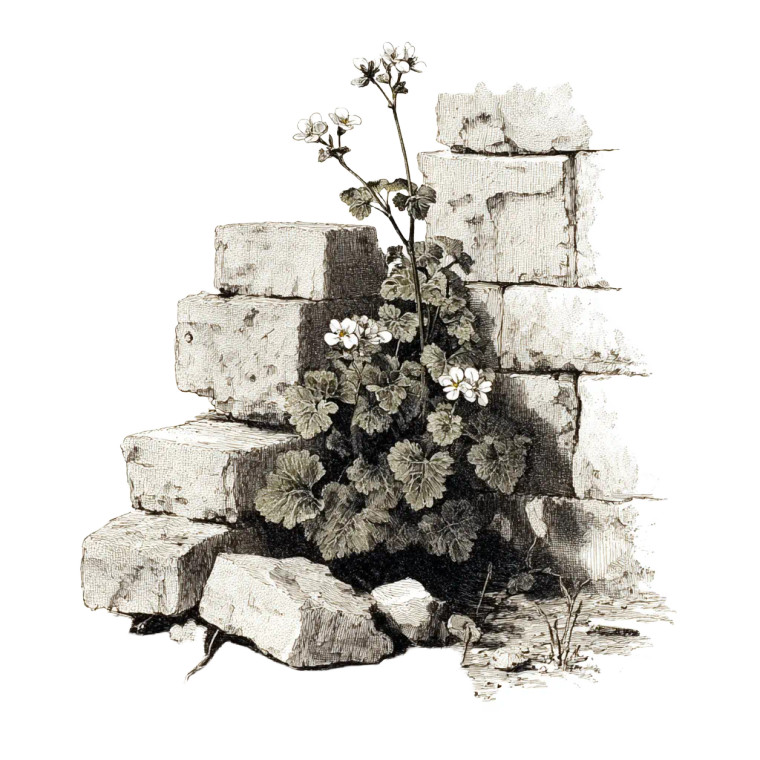 Flower In Ruins Vinyl Car Decal Sticker – Waterproof & UV-Resistant 3.4133333333333336"