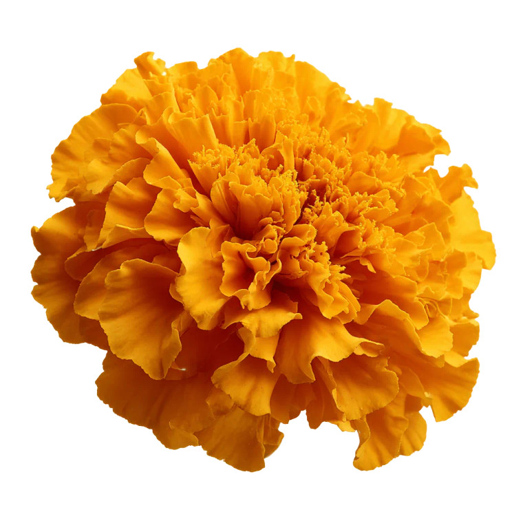 Marigold Flower V2 Vinyl Car Decal Sticker – Waterproof & UV-Resistant 6.826666666666667"