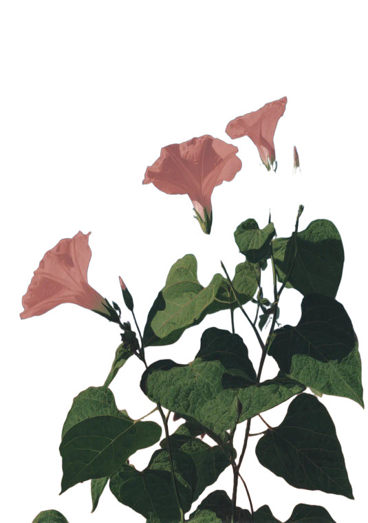 Flower Painting Vinyl Car Decal Sticker – Waterproof & UV-Resistant 4.32"