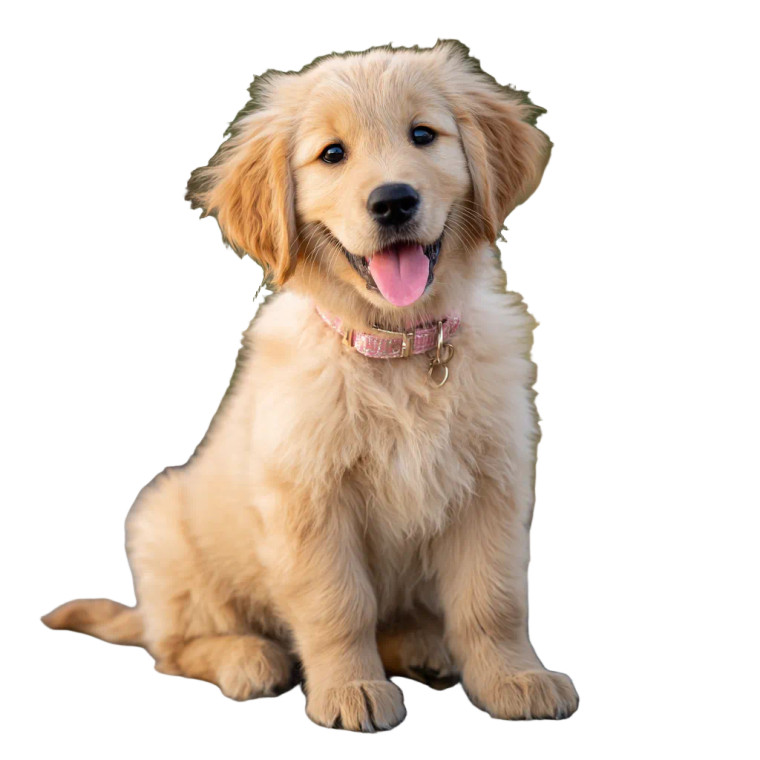 Joyful Golden Retriever V17 Vinyl Car Decal Sticker – Waterproof & UV-Resistant 3.4133333333333336"