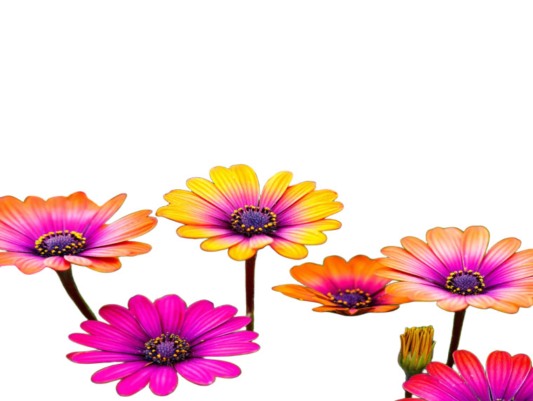 Vibrant African Daisies Vinyl Car Decal Sticker – Waterproof & UV-Resistant 3.0933333333333333"