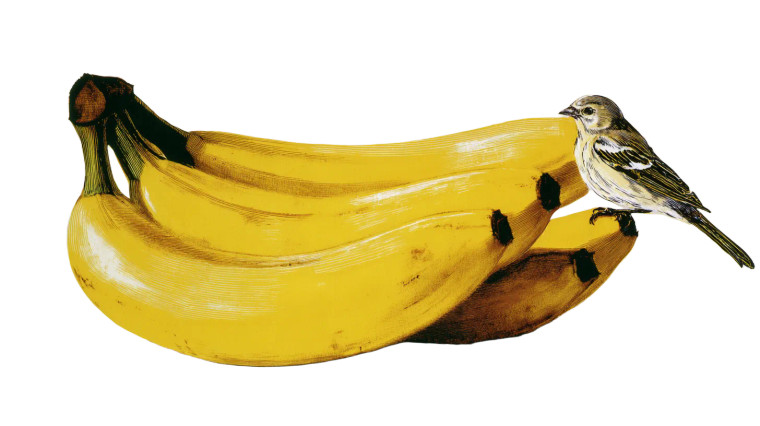 Warhol'S Bananas Bird V2 Vinyl Car Decal Sticker – Waterproof & UV-Resistant 2.72"