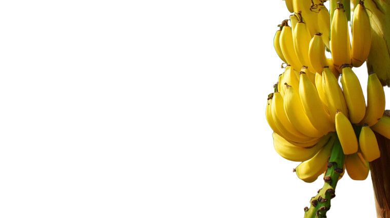 Banana Close-Up Vinyl Car Decal Sticker – Waterproof & UV-Resistant 5.4