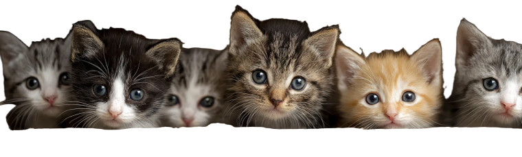 Baby Kittens Vinyl Car Decal Sticker – Waterproof & UV-Resistant 1.973333333333333
