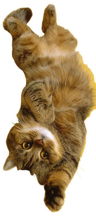 Lazy Chubby Cat V2 Vinyl Car Decal Sticker – Waterproof & UV-Resistant 5.493333333333333"