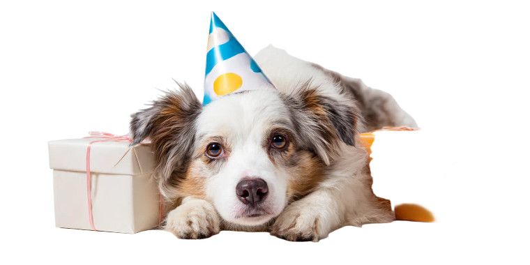 Party Dog Vinyl Car Decal Sticker – Waterproof & UV-Resistant 5.12"