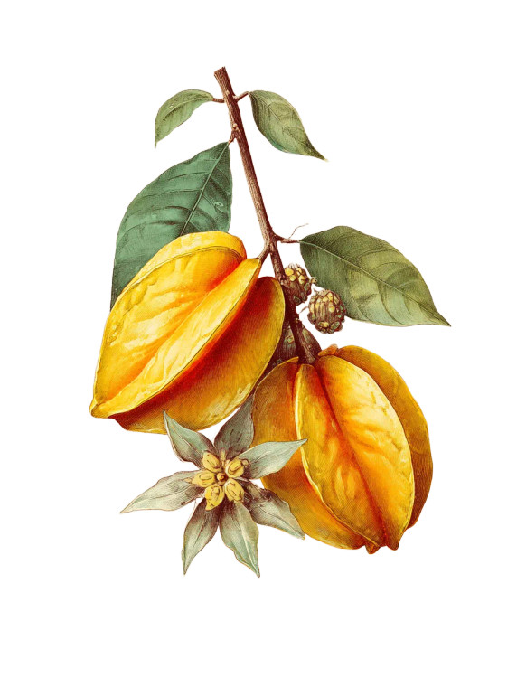 Carambola Fruit Vinyl Car Decal Sticker – Waterproof & UV-Resistant 8.213333333333333"