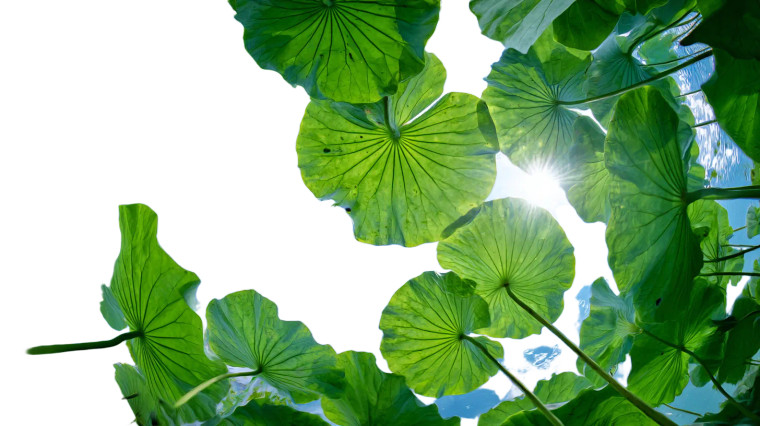 Lotus Pond Serenity V3 Vinyl Car Decal Sticker – Waterproof & UV-Resistant 5.4