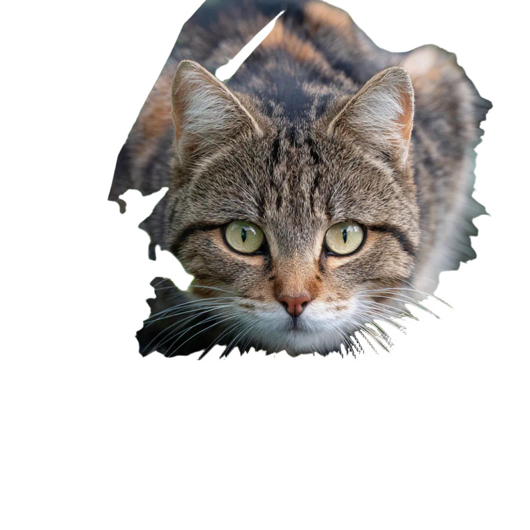 Curious Cat V6 Vinyl Car Decal Sticker – Waterproof & UV-Resistant 3.4133333333333336"