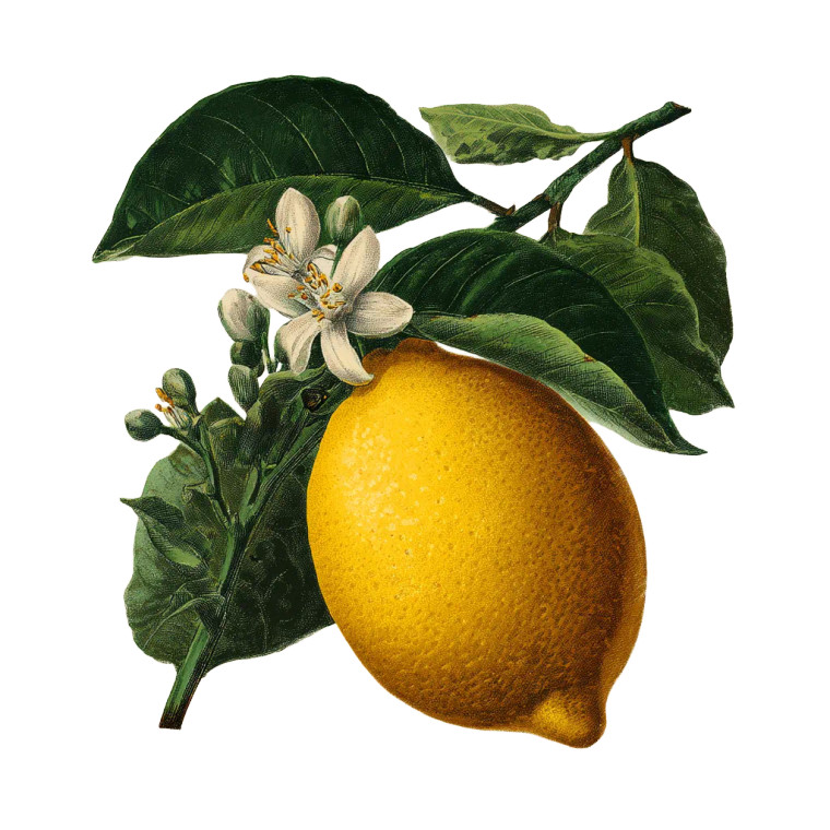 Vintage Lemon Illustration V2 Vinyl Car Decal Sticker – Waterproof & UV-Resistant 6.826666666666667"