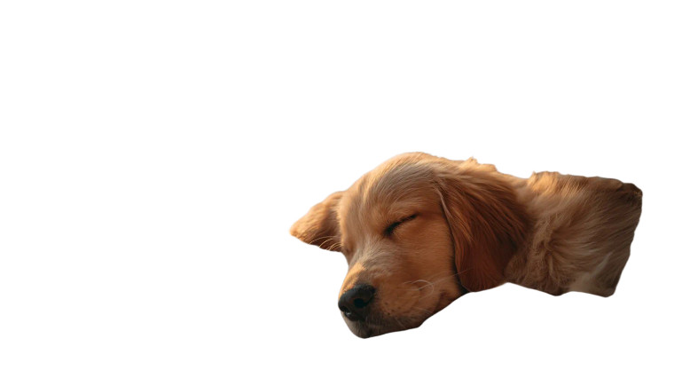 Sleeping Golden Retriever V12 Vinyl Car Decal Sticker – Waterproof & UV-Resistant 2.72"