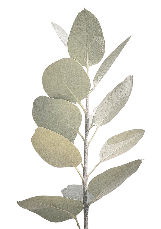 Eucalyptus Branch Illustration V2 Vinyl Car Decal Sticker – Waterproof & UV-Resistant 8.6