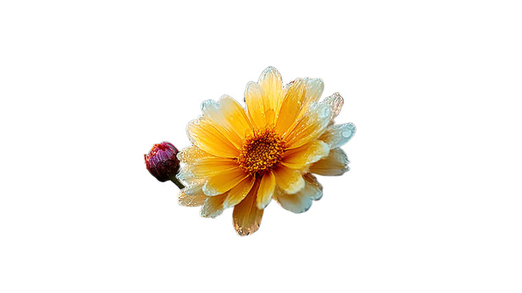 Sunlit Chrysanthemums Vinyl Car Decal Sticker – Waterproof & UV-Resistant 2.72"