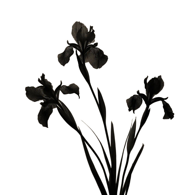 Irises Silhouette Vinyl Car Decal Sticker – Waterproof & UV-Resistant 6.826666666666667"