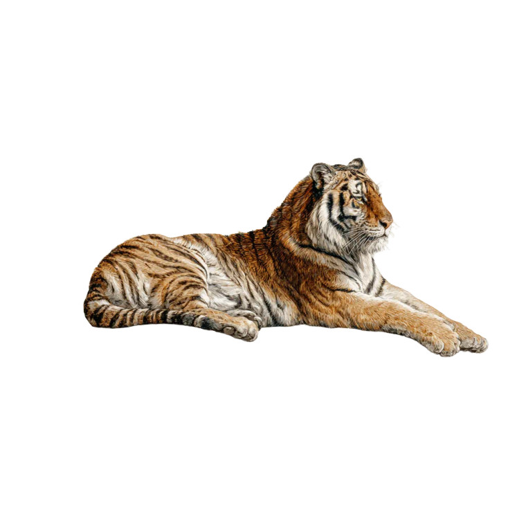 Majestic Tiger V14 Vinyl Car Decal Sticker – Waterproof & UV-Resistant 3.4133333333333336" Majestic Tiger V14 Vinyl Car Decal Sticker – Waterproof & UV-Resistant 3.4133333333333336"