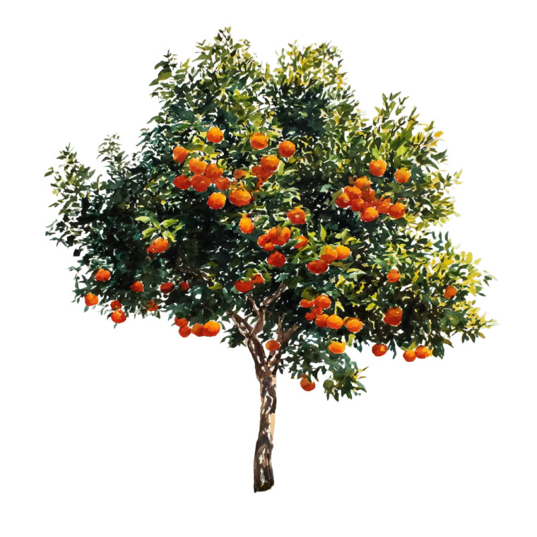 Flourishing Orange Tree Vinyl Car Decal Sticker – Waterproof & UV-Resistant 3.4133333333333336"