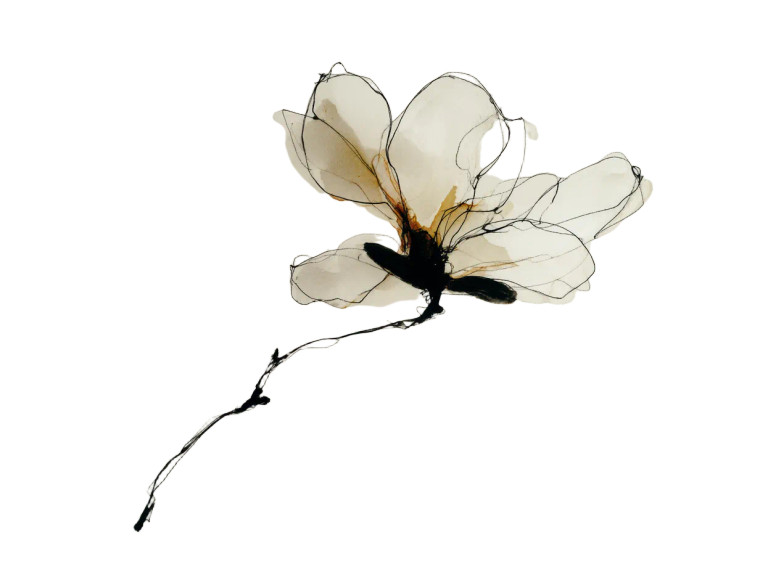 Magnolia Sketch Vinyl Car Decal Sticker – Waterproof & UV-Resistant 6.1866666666666665"