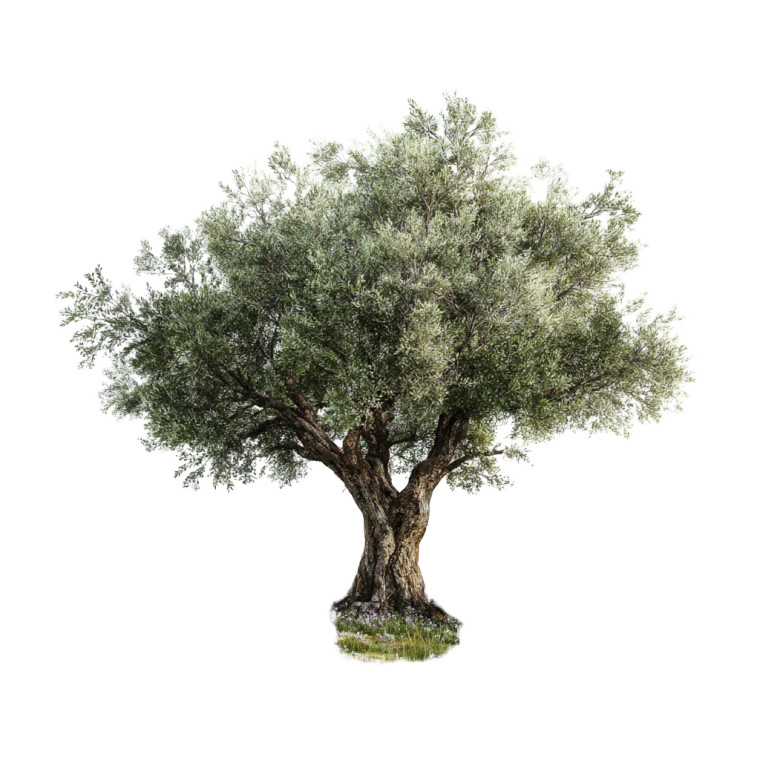 Olive Tree Lavender Vinyl Car Decal Sticker – Waterproof & UV-Resistant 3.4133333333333336"