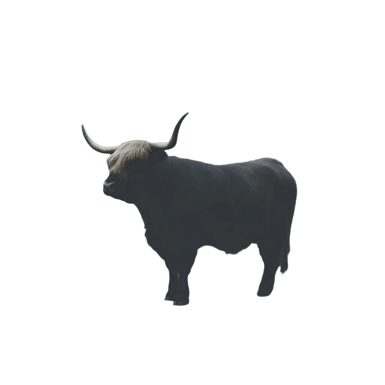 Highland Cow V4 Vinyl Car Decal Sticker – Waterproof & UV-Resistant 3.4133333333333336"
