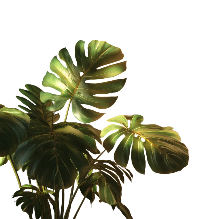 Monstera Plant V3 Vinyl Car Decal Sticker – Waterproof & UV-Resistant 3.4133333333333336"