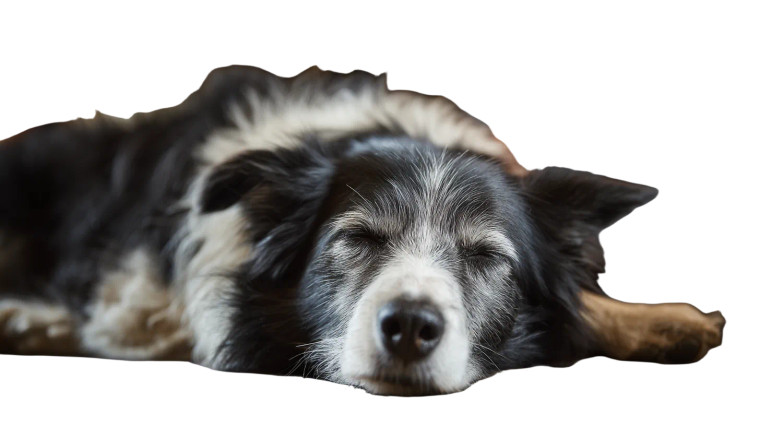 Sleeping Border Collie V2 Vinyl Car Decal Sticker – Waterproof & UV-Resistant 2.72"