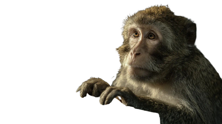Typing Monkey V2 Vinyl Car Decal Sticker – Waterproof & UV-Resistant 2.72"