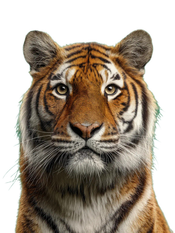 Tiger Portrait V12 Vinyl Car Decal Sticker – Waterproof & UV-Resistant 8.213333333333333"